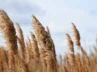 Agricultură