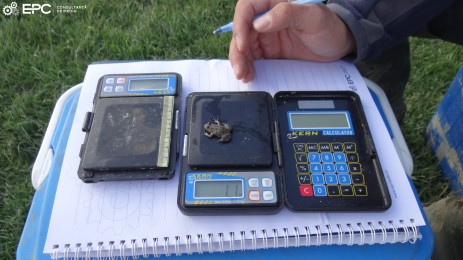Inventarierea faunei de amfibieni din Lunca Timişului